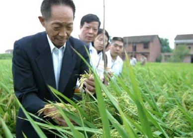 袁隆平超級(jí)雜交水稻畝產(chǎn)1149.02公斤，破世界紀(jì)錄！